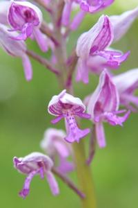 Orchis militaris