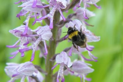Orchis simia