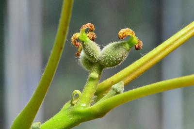 Juglans regia