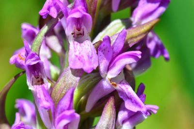 Dactylorhiza incarnata