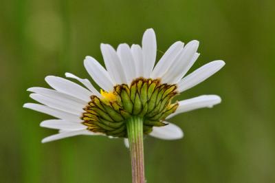 Leucanthemum ircutianum