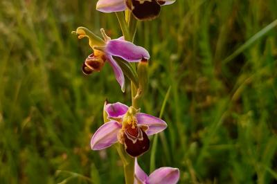 Ophrys apifera