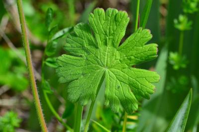 Geranium pyrenaicum