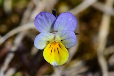 Viola arvensis