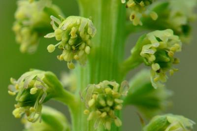 Reseda luteola