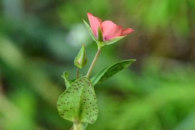Lysimachia arvensis