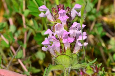 Prunella laciniata