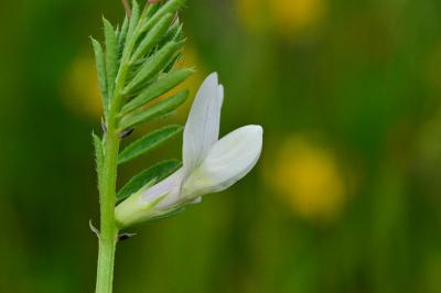 Vicia lutea