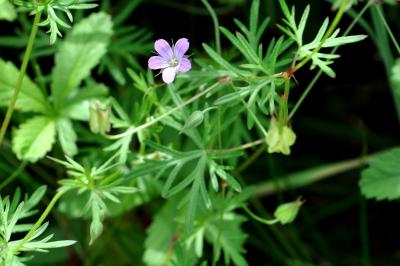 Geranium columbinum