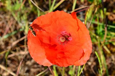 Papaver rhoeas