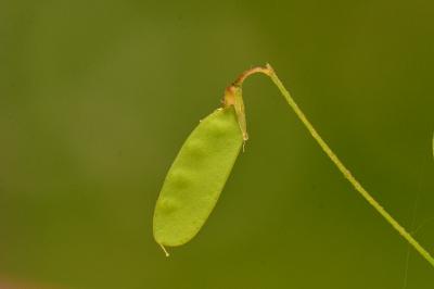 Ervum tetraspermum