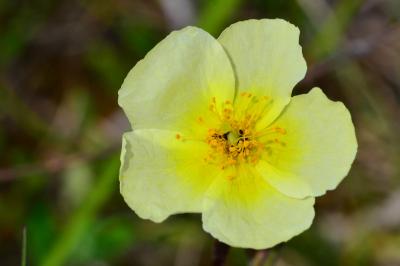 Helianthemum x sulphureum