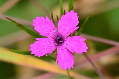 Dianthus armeria