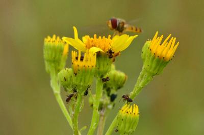 Jacobaea vulgaris