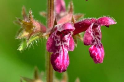 Stachys sylvatica