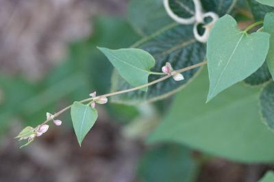 Fallopia convolvulus