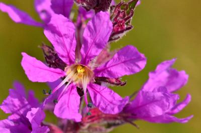 Lythrum salicaria