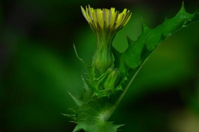 Sonchus asper