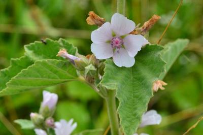 Althaea officinalis