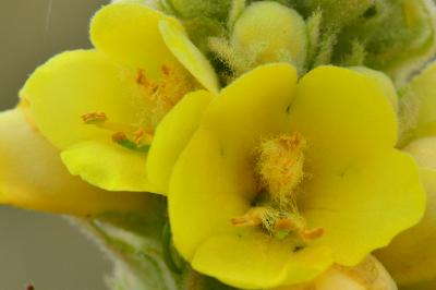 Verbascum thapsus