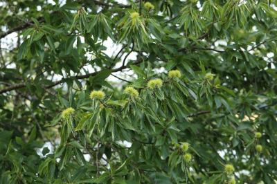 Castanea sativa