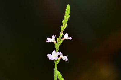Verbena officinalis