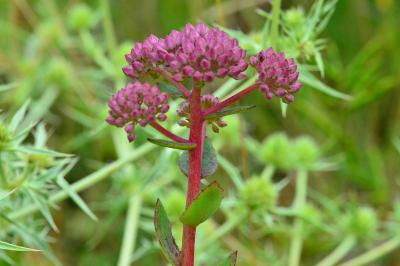 Hylotelephium telephium