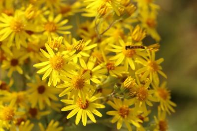 Jacobaea vulgaris