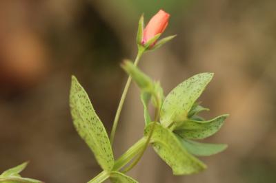 Lysimachia arvensis