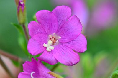 Epilobium hirsutum