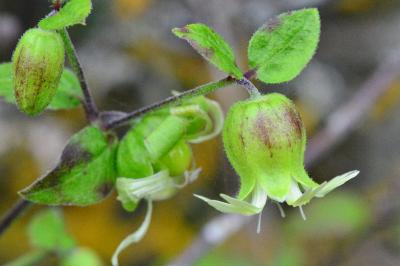 Silene baccifera