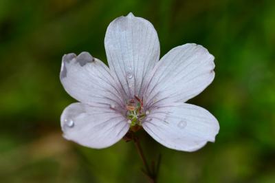 Linum tenuifolium