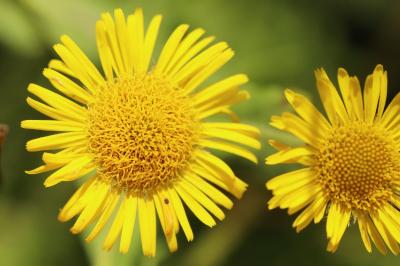 Pulicaria dysenterica