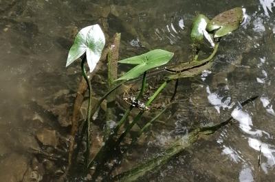 Sagittaria latifolia