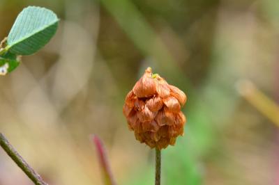 Trifolium campestre