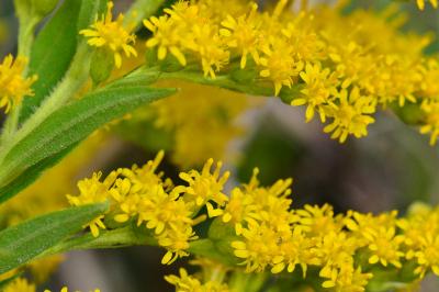 Solidago canadensis