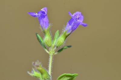 Ziziphora acinos