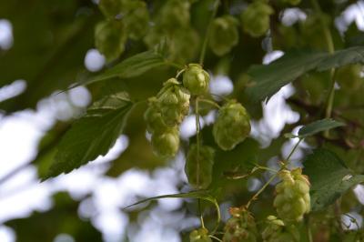 Humulus lupulus