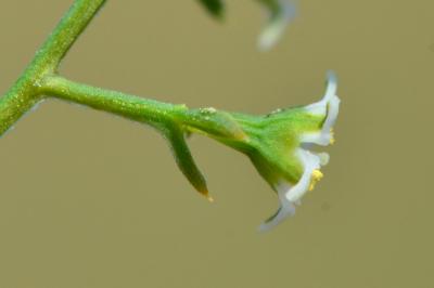 Thesium humifusum