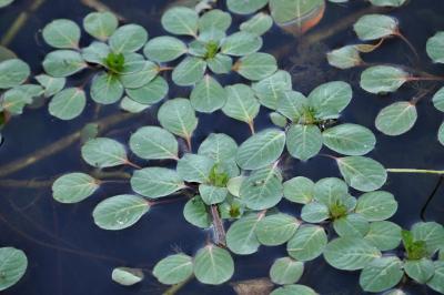 Ludwigia peploides