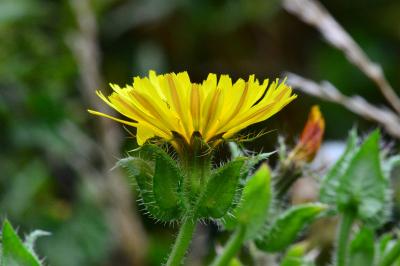 Helminthotheca echioides