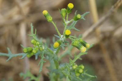 Senecio vulgaris