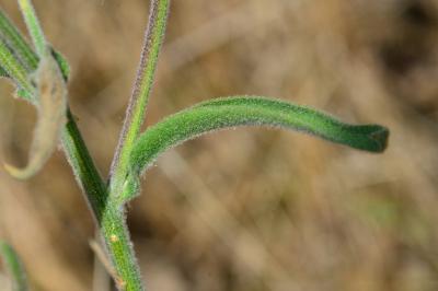 Andryala integrifolia