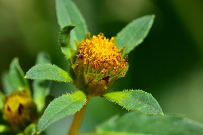 Bidens tripartita