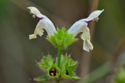 Stachys recta