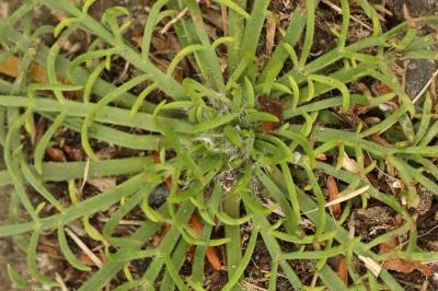 Plantago coronopus