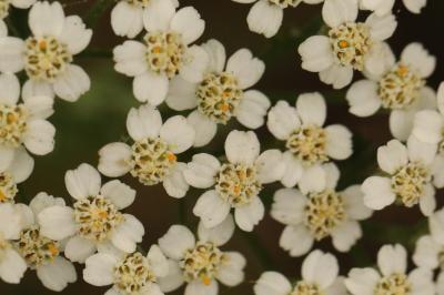 Achillea millefolium