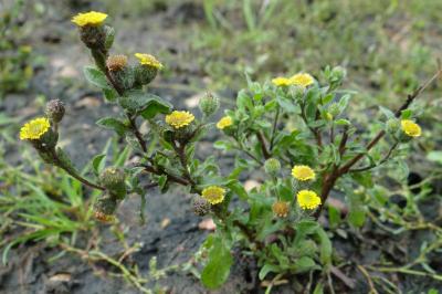 Pulicaria vulgaris