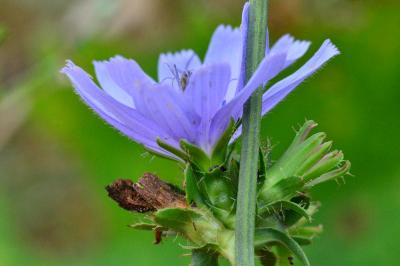Cichorium intybus