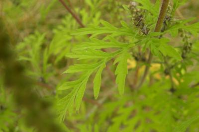 Ambrosia artemisiifolia
